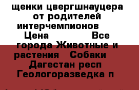 щенки цвергшнауцера от родителей интерчемпионов,   › Цена ­ 35 000 - Все города Животные и растения » Собаки   . Дагестан респ.,Геологоразведка п.